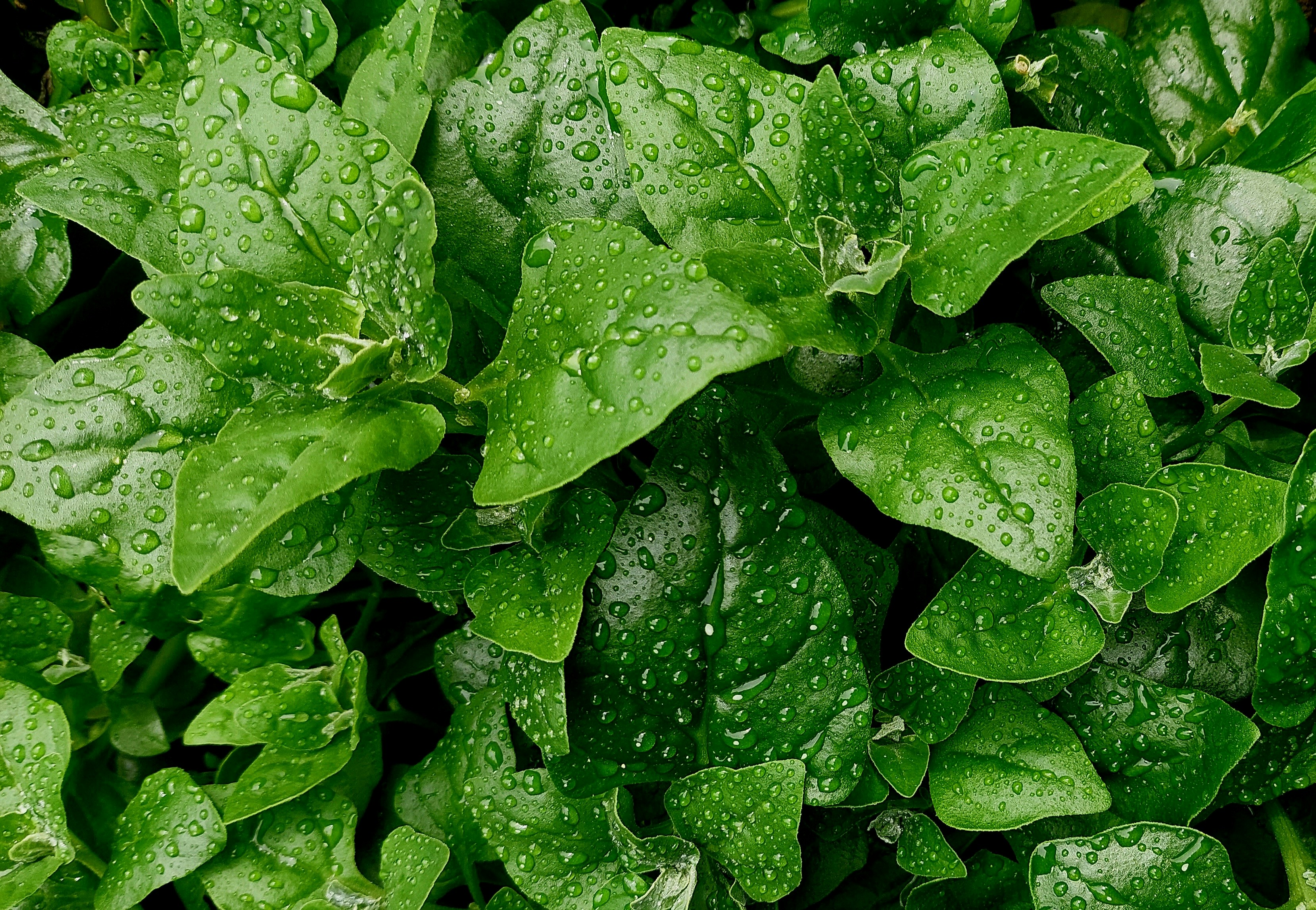 Immunity Boosters: Spinach